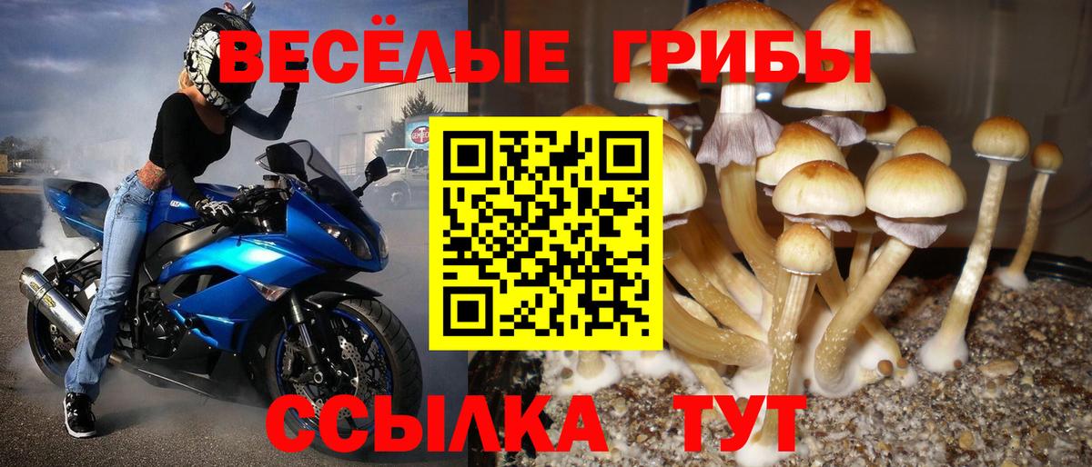 Галлюциногенные грибы Cubensis Заволжье